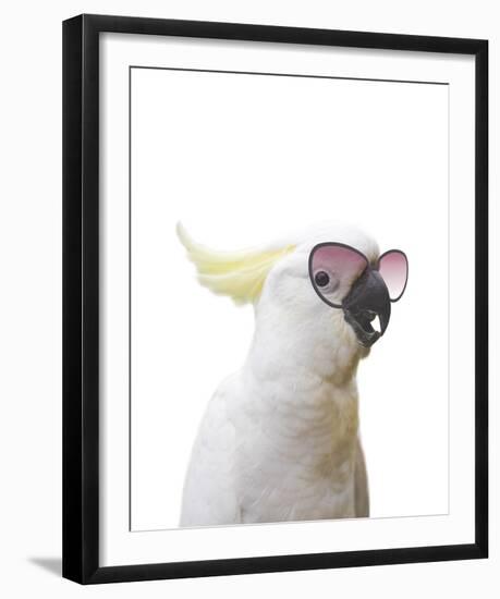 Clever Cockatoo-Andrew Watson-Framed Giclee Print