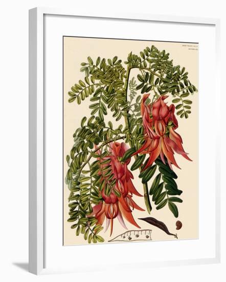 Clianthus Puniceus-S. Watts-Framed Giclee Print