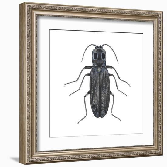 Click Beetle (Alaus Oculatus), Insects-Encyclopaedia Britannica-Framed Art Print