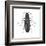 Click Beetle (Alaus Oculatus), Insects-Encyclopaedia Britannica-Framed Art Print