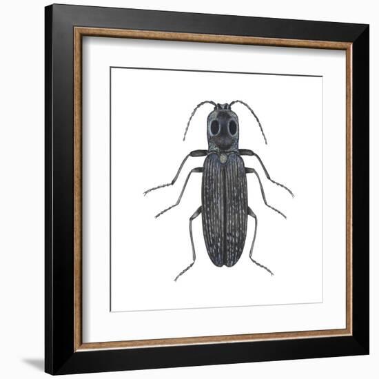 Click Beetle (Alaus Oculatus), Insects-Encyclopaedia Britannica-Framed Art Print