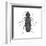 Click Beetle (Alaus Oculatus), Insects-Encyclopaedia Britannica-Framed Art Print