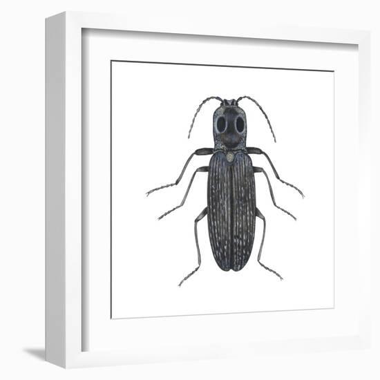 Click Beetle (Alaus Oculatus), Insects-Encyclopaedia Britannica-Framed Art Print