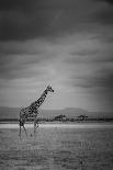 Amboseli Park,Kenya,Italy a Giraffe Shot in the Park Amboseli, Kenya, Shortly before a Thunderstorm-ClickAlps-Photographic Print