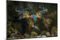 Photographic Print