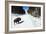 Clients Watch Bison In The Hayden Valley Of Yellowstone National Park In Winter-Jay Goodrich-Framed Photographic Print