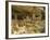 Cliff Palace, Mesa Verde National Park, Unesco World Heritage Site, Colorado, USA-Ethel Davies-Framed Photographic Print