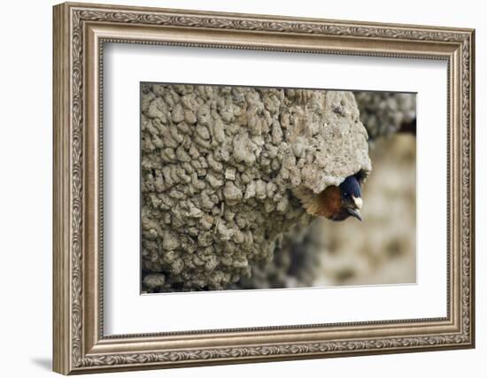 Cliff Swallow, Emerging from Nest-Ken Archer-Framed Photographic Print