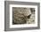 Cliff Swallow, Emerging from Nest-Ken Archer-Framed Photographic Print