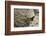 Cliff Swallow, Emerging from Nest-Ken Archer-Framed Photographic Print