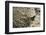 Cliff Swallow, Emerging from Nest-Ken Archer-Framed Photographic Print