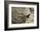 Cliff Swallow, Emerging from Nest-Ken Archer-Framed Photographic Print