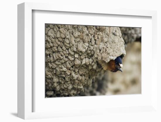 Cliff Swallow, Emerging from Nest-Ken Archer-Framed Photographic Print