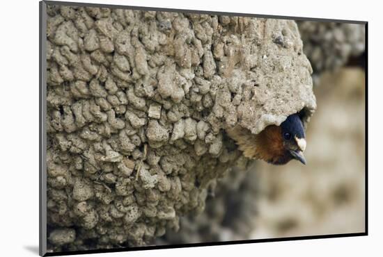 Cliff Swallow, Emerging from Nest-Ken Archer-Mounted Photographic Print