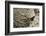 Cliff Swallow, Emerging from Nest-Ken Archer-Framed Photographic Print
