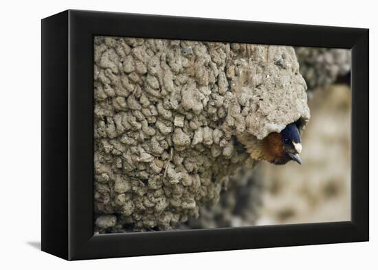 Cliff Swallow, Emerging from Nest-Ken Archer-Framed Premier Image Canvas