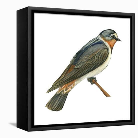 Cliff Swallow (Petrochelidon Pyrrhonota), Birds-Encyclopaedia Britannica-Framed Stretched Canvas