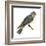 Cliff Swallow (Petrochelidon Pyrrhonota), Birds-Encyclopaedia Britannica-Framed Art Print