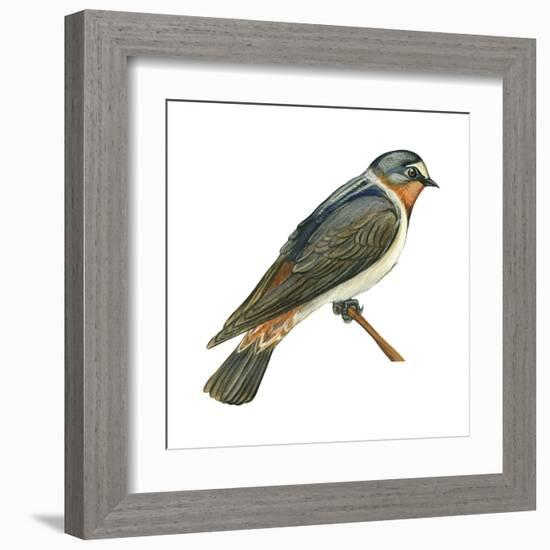 Cliff Swallow (Petrochelidon Pyrrhonota), Birds-Encyclopaedia Britannica-Framed Art Print