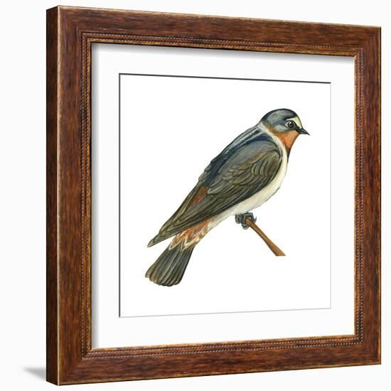 Cliff Swallow (Petrochelidon Pyrrhonota), Birds-Encyclopaedia Britannica-Framed Art Print