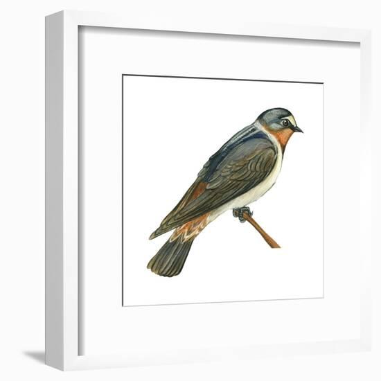 Cliff Swallow (Petrochelidon Pyrrhonota), Birds-Encyclopaedia Britannica-Framed Art Print