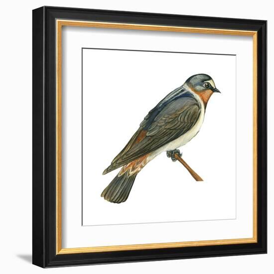 Cliff Swallow (Petrochelidon Pyrrhonota), Birds-Encyclopaedia Britannica-Framed Art Print