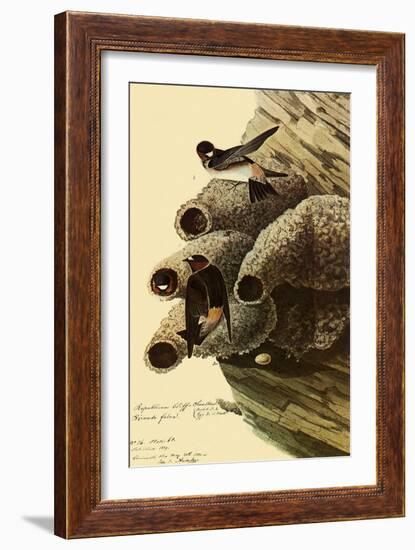 Cliff Swallows-John James Audubon-Framed Giclee Print