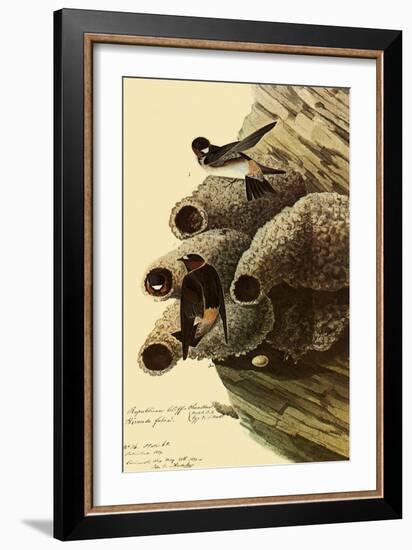Cliff Swallows-John James Audubon-Framed Giclee Print
