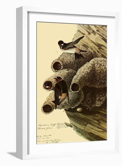 Cliff Swallows-John James Audubon-Framed Giclee Print