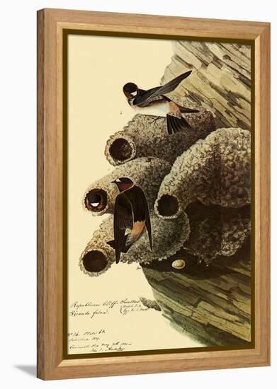 Cliff Swallows-John James Audubon-Framed Premier Image Canvas