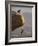 Climber Dangling-null-Framed Photographic Print