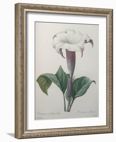 Climbing Angel Trumpet-Pierre-Joseph Redoute-Framed Art Print