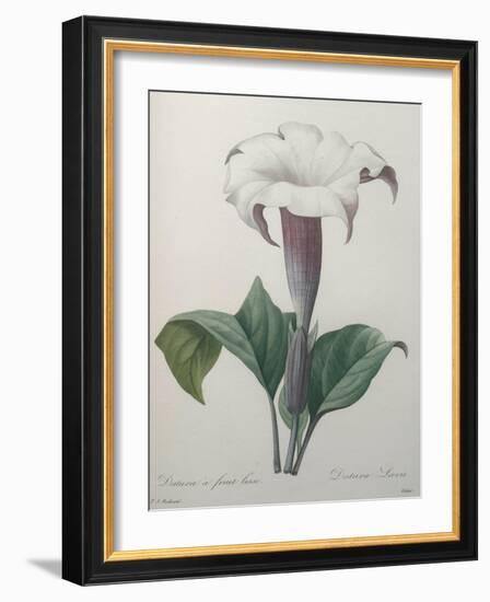 Climbing Angel Trumpet-Pierre-Joseph Redoute-Framed Art Print