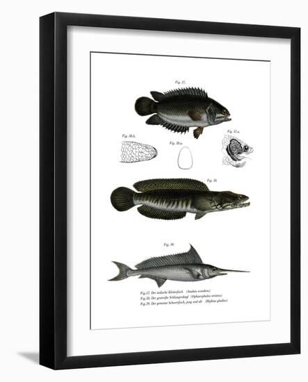 Climbing Perch-null-Framed Giclee Print