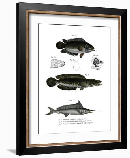 Climbing Perch-null-Framed Giclee Print