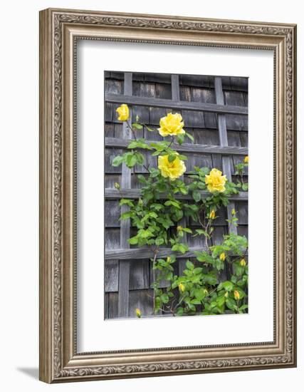 Climbing roses, Nantucket, Massachusetts, USA-Lisa S. Engelbrecht-Framed Photographic Print