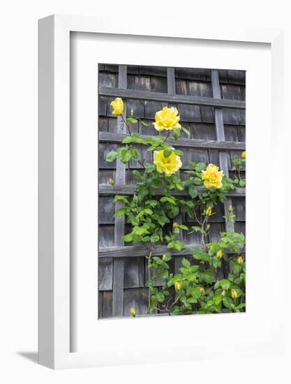 Climbing roses, Nantucket, Massachusetts, USA-Lisa S. Engelbrecht-Framed Photographic Print