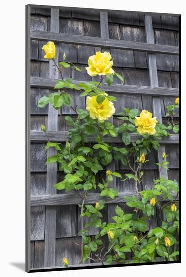 Climbing roses, Nantucket, Massachusetts, USA-Lisa S. Engelbrecht-Mounted Photographic Print