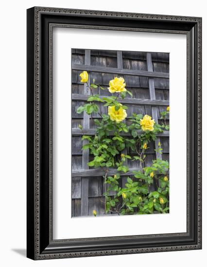 Climbing roses, Nantucket, Massachusetts, USA-Lisa S. Engelbrecht-Framed Photographic Print