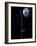 Clin D'Oeil-Philippe Sainte-Laudy-Framed Photographic Print