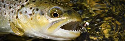 A Dry Fly Caught Brown Trout from a Small Mountain Stream in Utah in Late Summer.-Clint Losee-Premier Image Canvas
