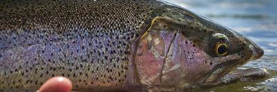 A Large Rainbow Trout Ready to Be Released on the Henry's Fork River in Idaho.-Clint Losee-Framed Photographic Print
