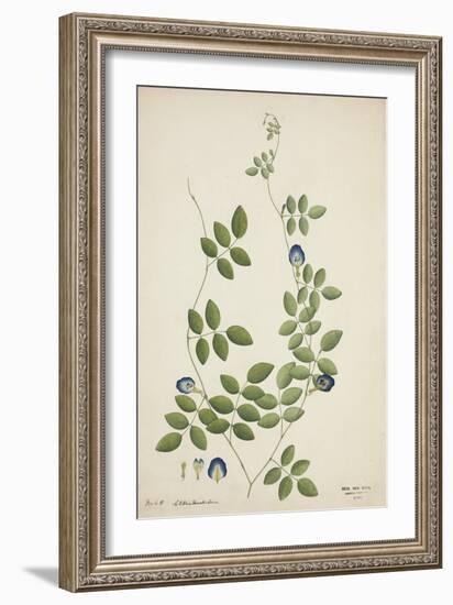 Clitoria Ternatea Linn, 1800-10-null-Framed Giclee Print