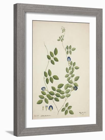 Clitoria Ternatea Linn, 1800-10-null-Framed Giclee Print