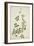Clitoria Ternatea Linn, 1800-10-null-Framed Giclee Print