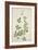Clitoria Ternatea Linn, 1800-10-null-Framed Giclee Print