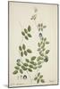 Clitoria Ternatea Linn, 1800-10-null-Mounted Giclee Print