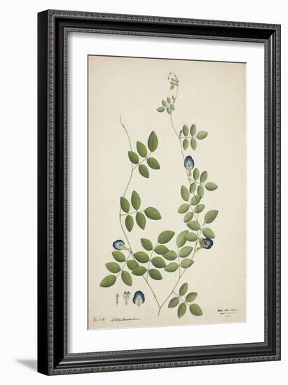 Clitoria Ternatea Linn, 1800-10-null-Framed Giclee Print