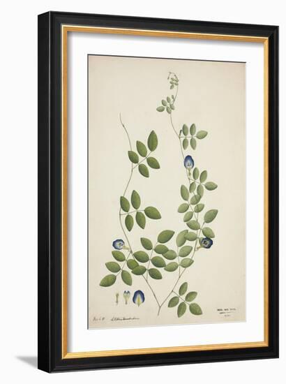 Clitoria Ternatea Linn, 1800-10-null-Framed Giclee Print