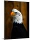 Premium Photographic Print